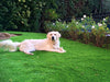 Countryside Deluxe-Synthetic Grass Turf-GrassTex-KNB Mills
