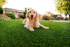 Countryside Deluxe-Synthetic Grass Turf-GrassTex-KNB Mills