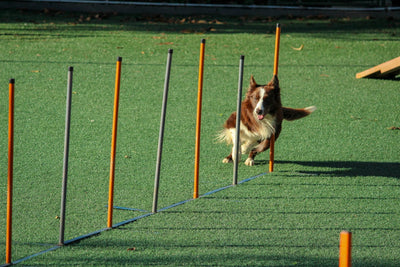 True Turf Agility 5mm