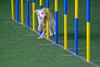True Turf Agility 5mm