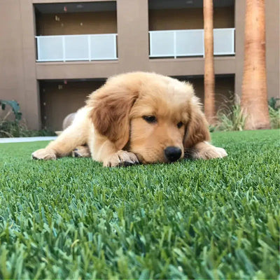 Pet Heaven-Synthetic Grass Turf-GrassTex-KNB Mills