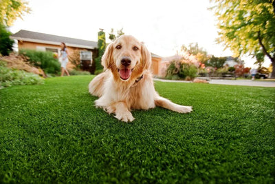 Pet Heaven-Synthetic Grass Turf-GrassTex-KNB Mills