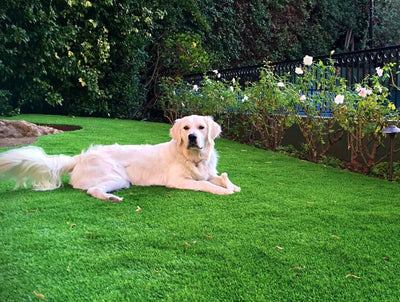 Pet Heaven-Synthetic Grass Turf-GrassTex-KNB Mills