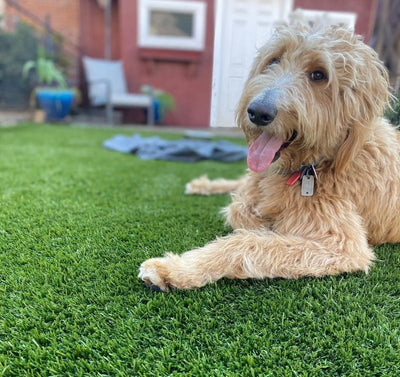 Pet Heaven-Synthetic Grass Turf-GrassTex-KNB Mills
