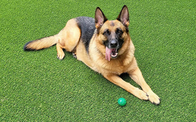 Traffic Blade Silver-Synthetic Grass Turf-GrassTex-KNB Mills