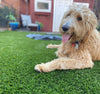 Traffic Blade Silver-Synthetic Grass Turf-GrassTex-KNB Mills